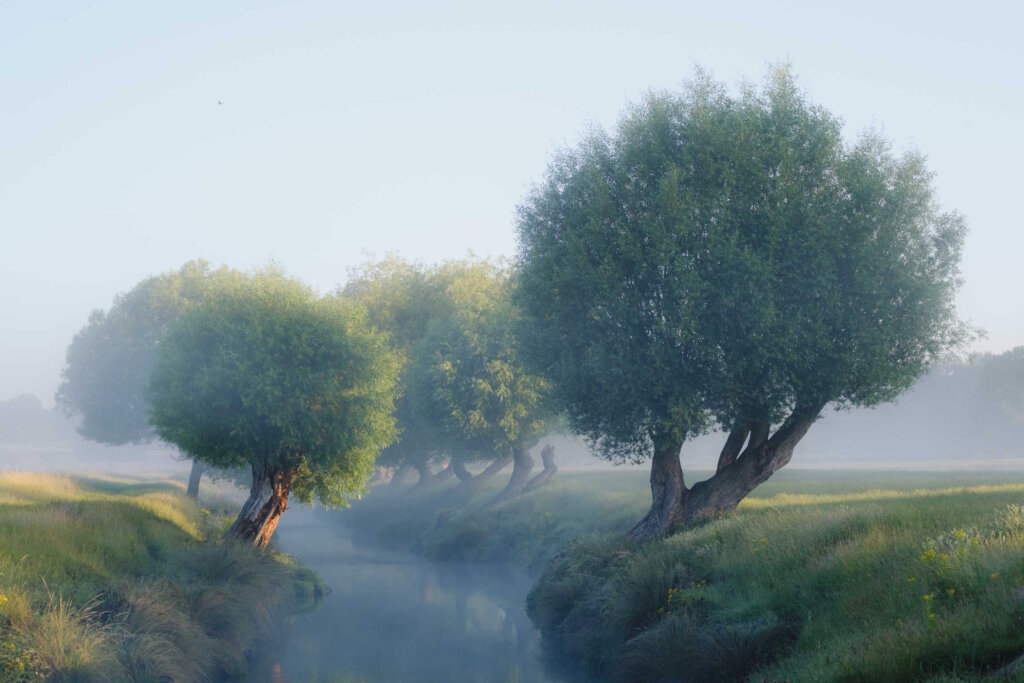 A Small Lake In The Middle Of A Field With Trees